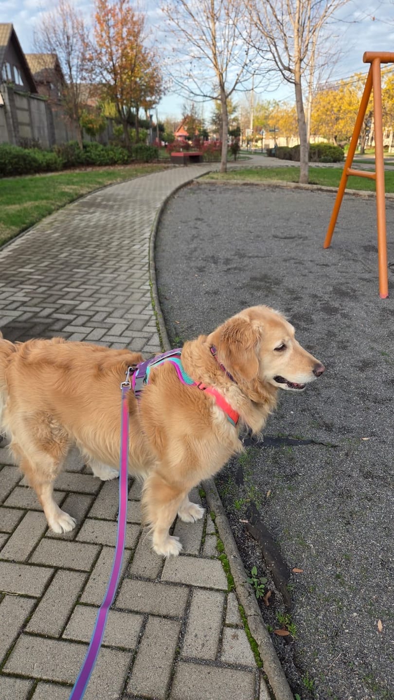 Customer photo review of 🌷Collar Impermeable Chilco Fucsia🌷
