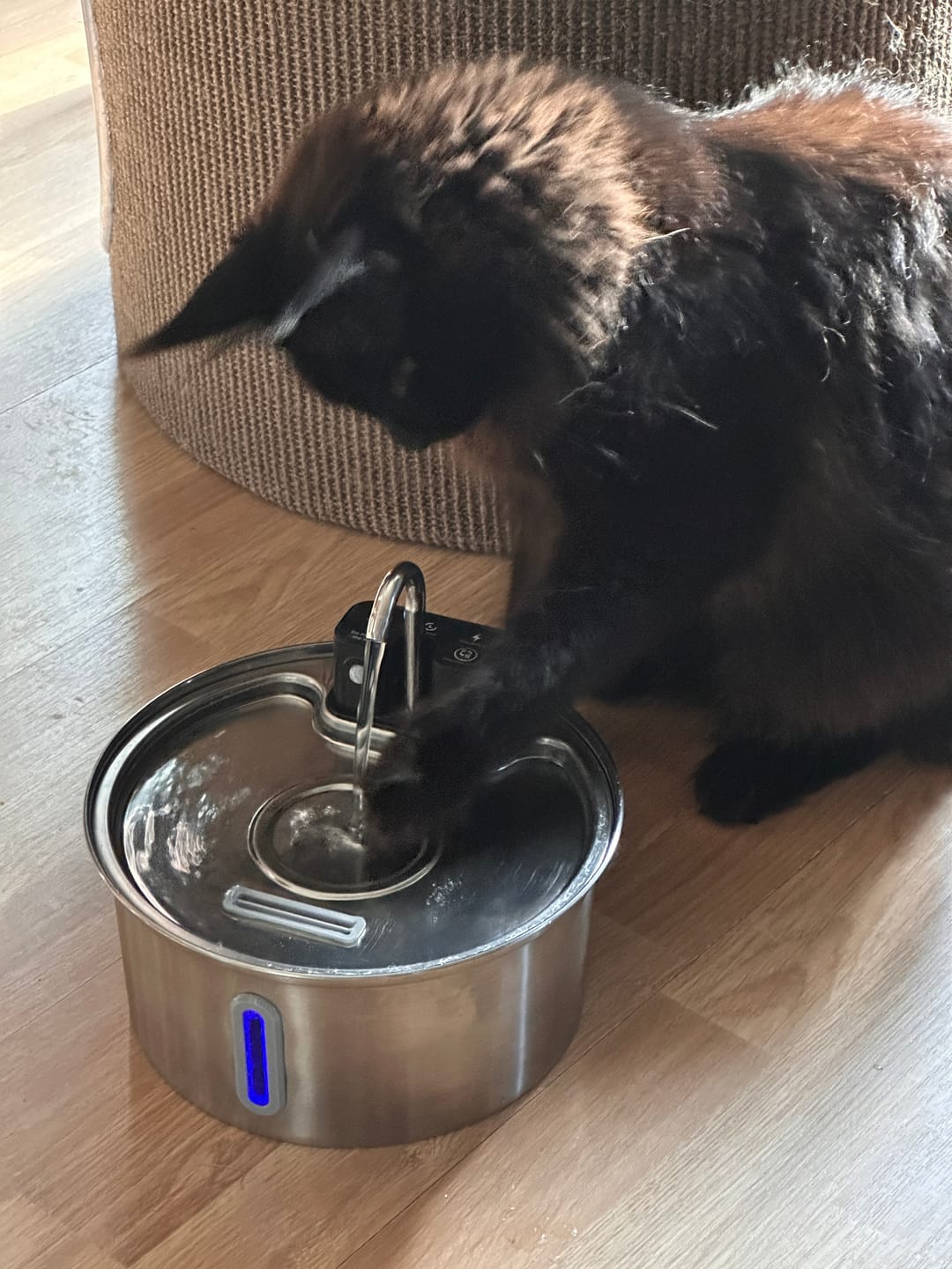 Customer photo review of NordFlow 2.0 Katzenbrunnen