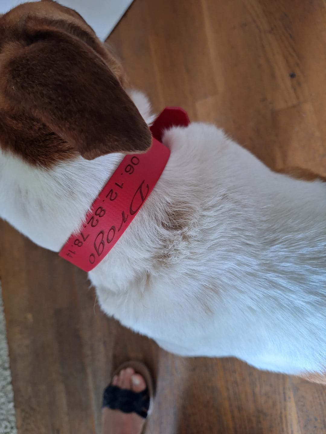 Customer photo review of Collier chien personnalisé gravé en Biothane®
