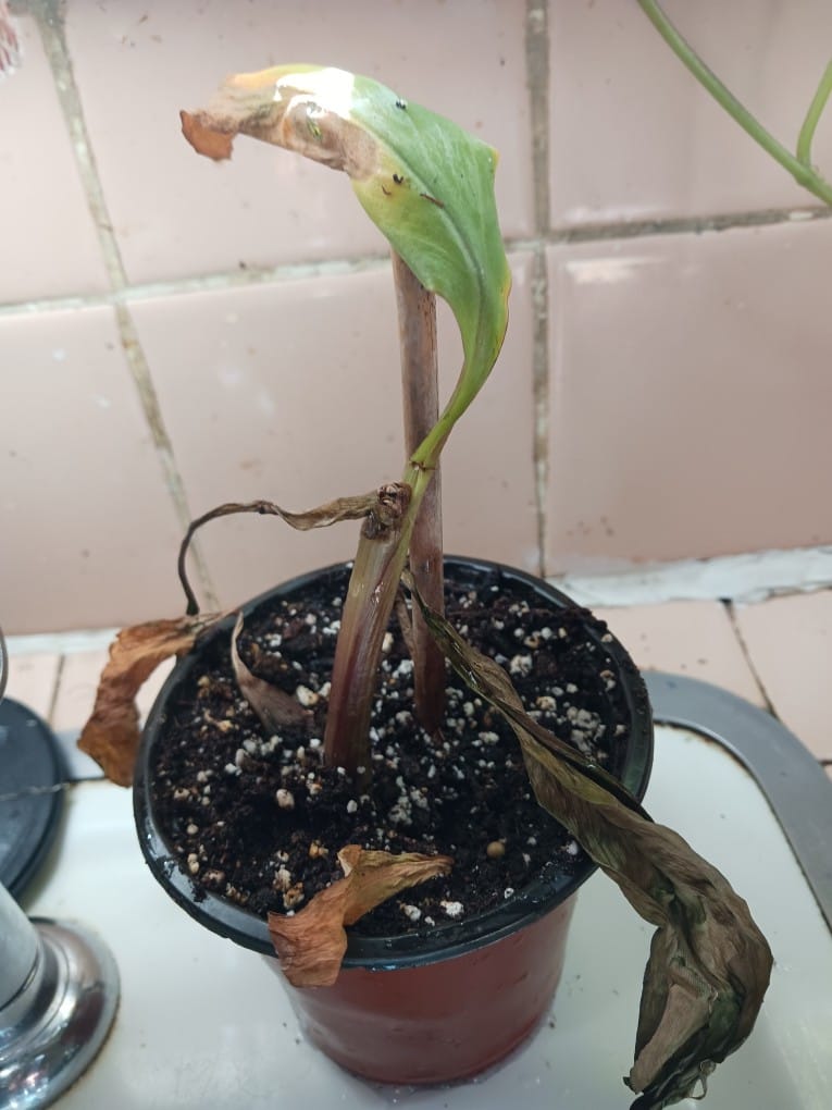 Customer photo review of Musa 'Red Dacca' Banana
