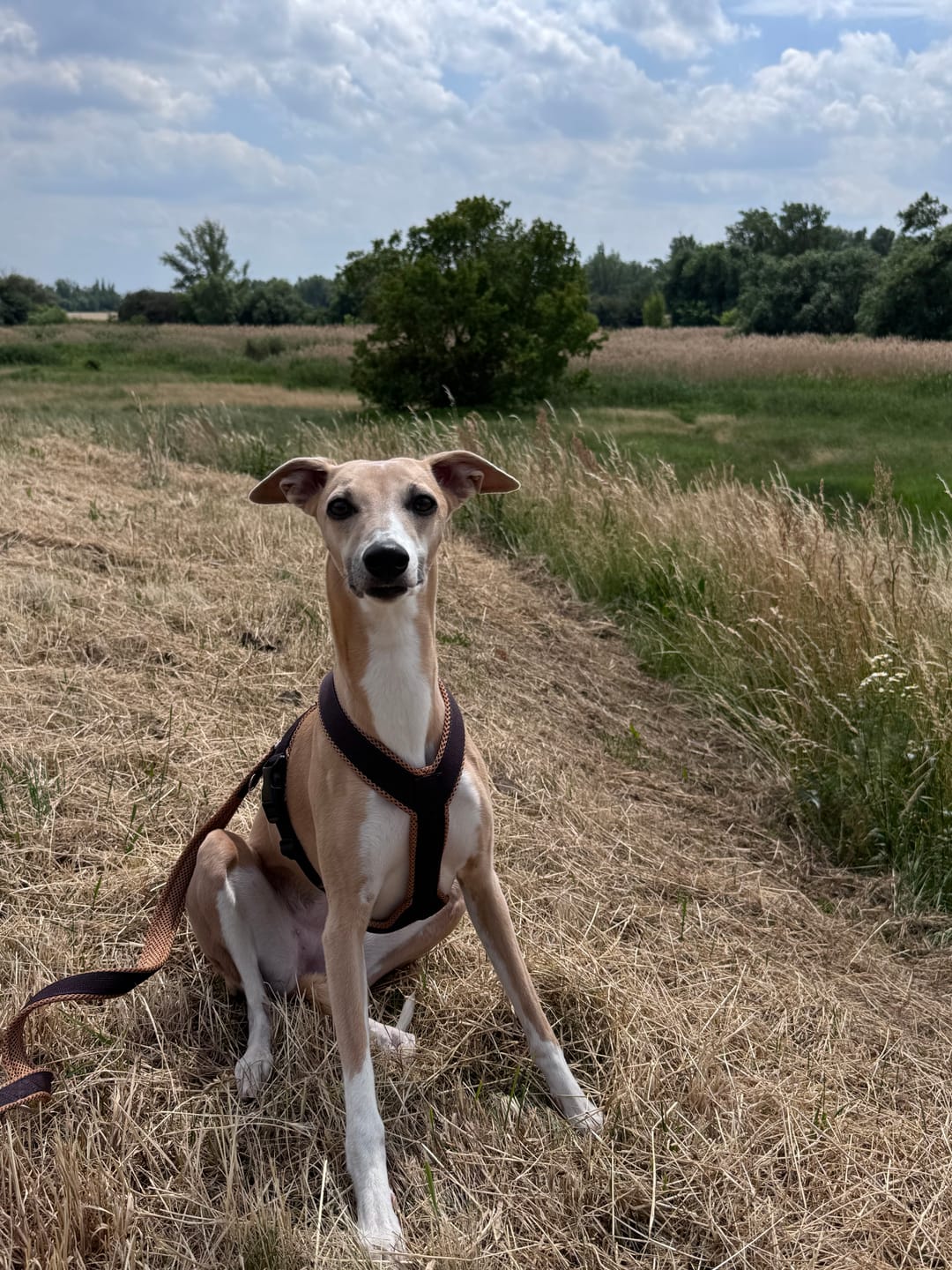 Customer photo review of Windhundgeschirr FUN "Toffee"