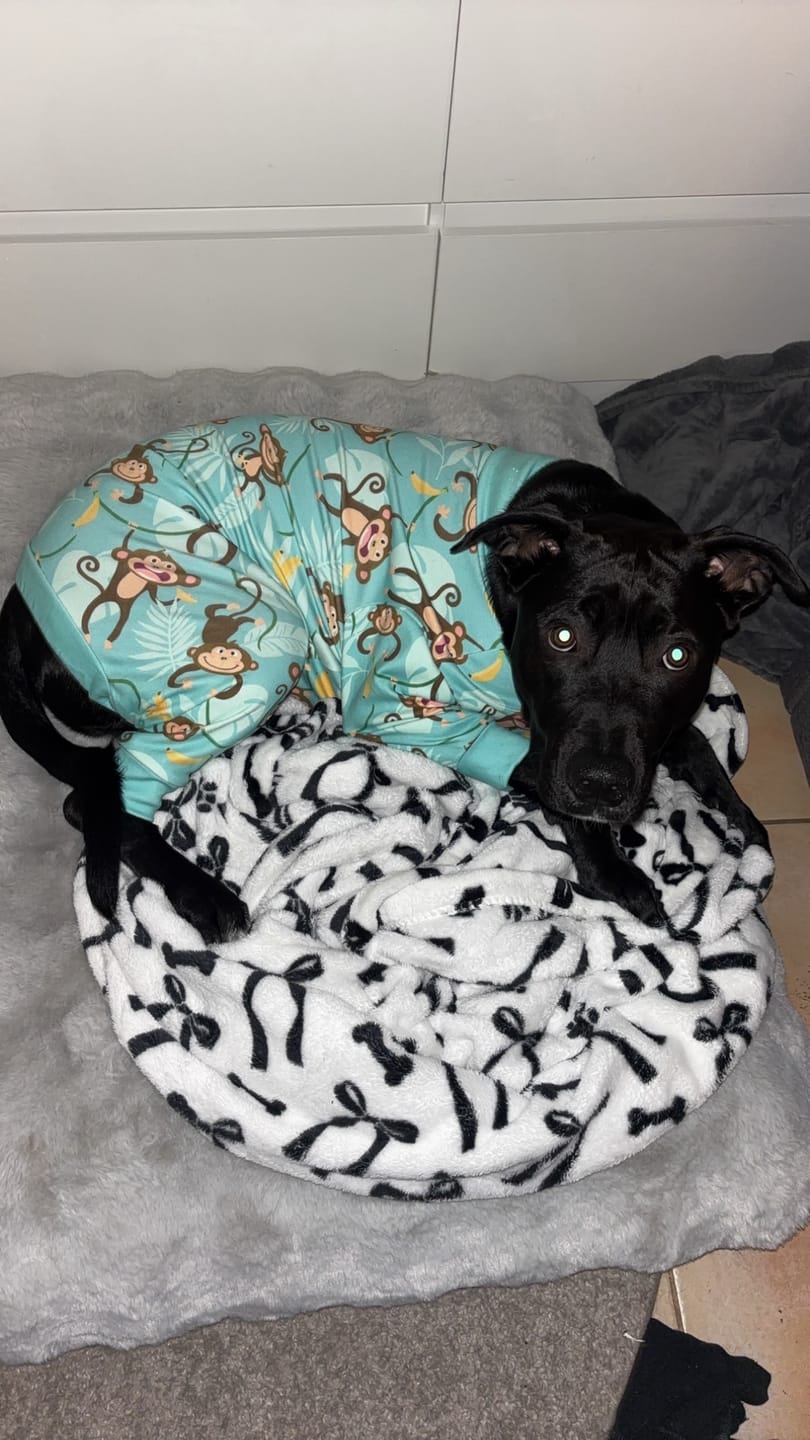 Customer photo review of Dog Pajama - Monkey Business