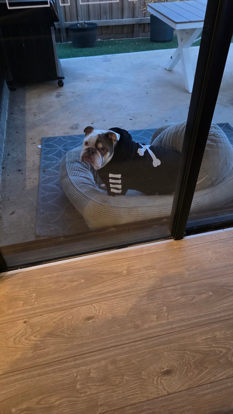 Customer photo review of "WOOF" Dog Hoodie - Black & Reflective