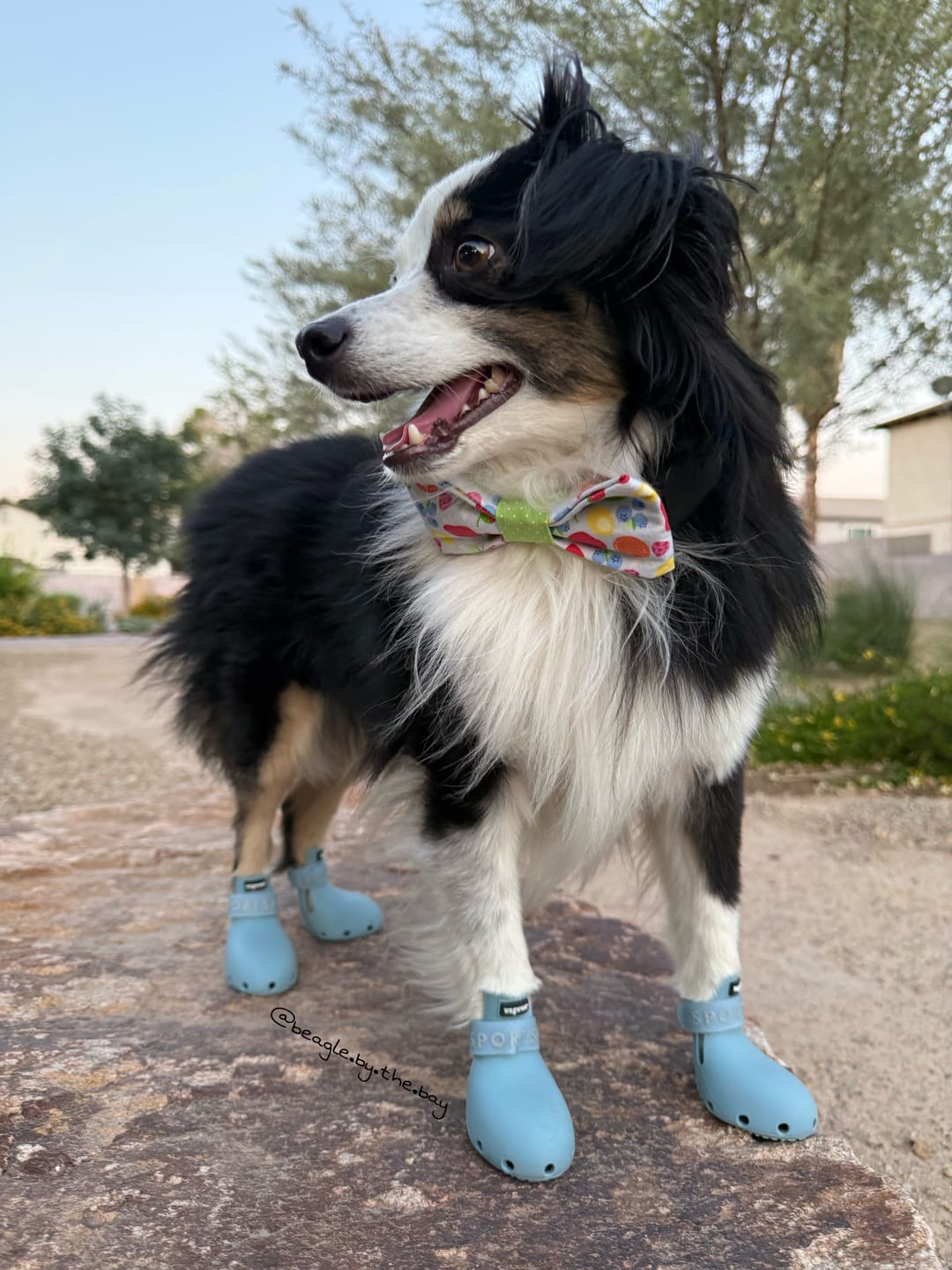 Customer photo review of WagWellies® Sport