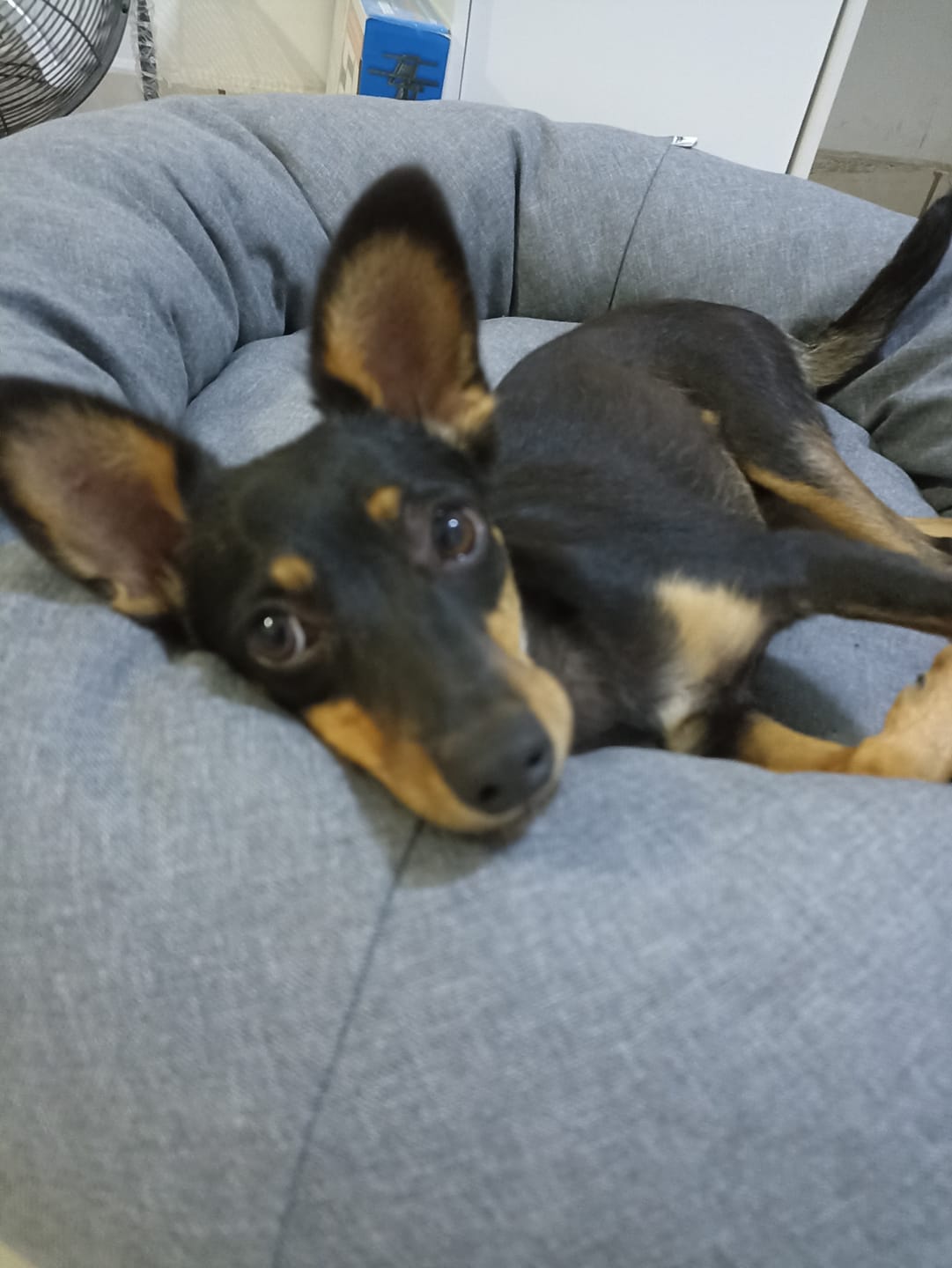 Customer photo review of Cama Antiestrés para Perros