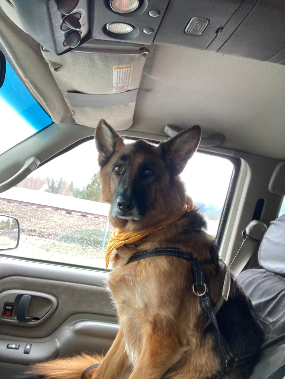 Customer photo review of Iron Paws Daily Human-Grade Superfood For Dogs