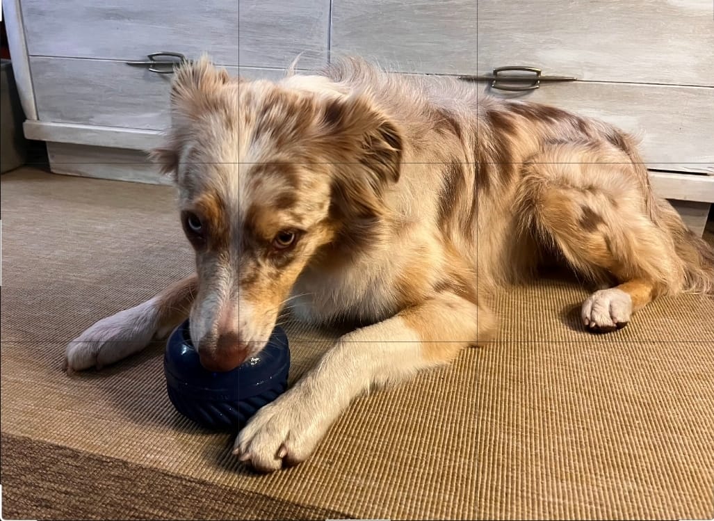 Customer photo review of Bone Refills Dog Meat 90 Grams (4 Pack)®