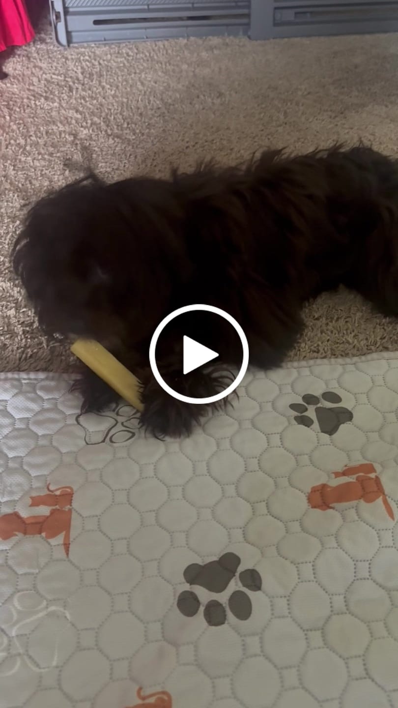 Customer video review of Himalayan Yak Chews — 4 Flavor Pack | Long-Lasting Natural Dog Chews