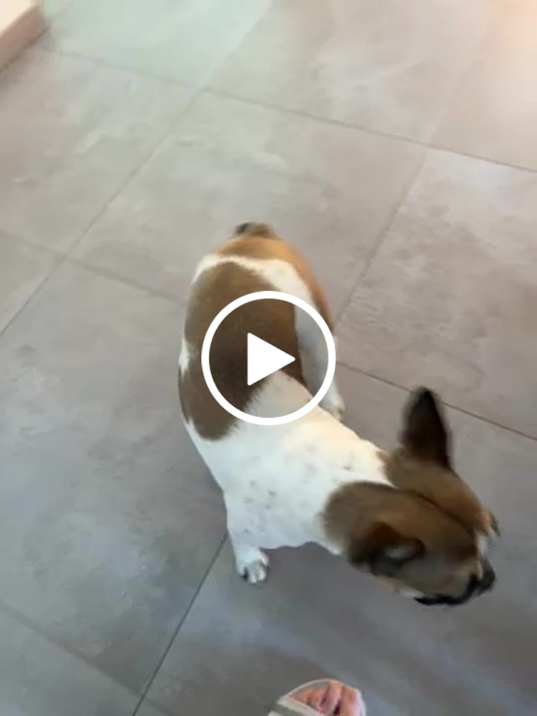 Customer video review of Wurmtest Basic Hund