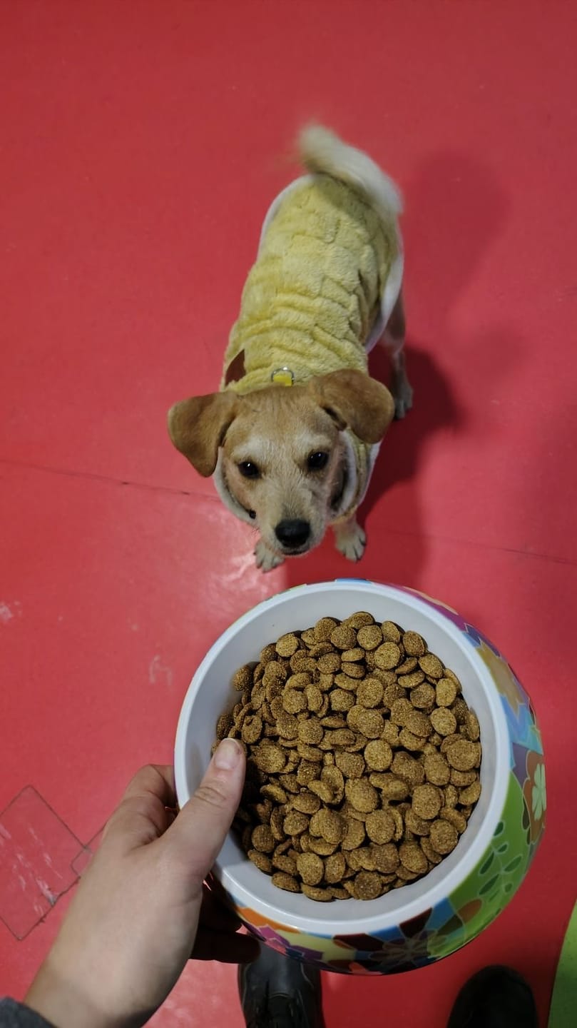 Customer photo review of PetFamily Foods Cerdo Nordico