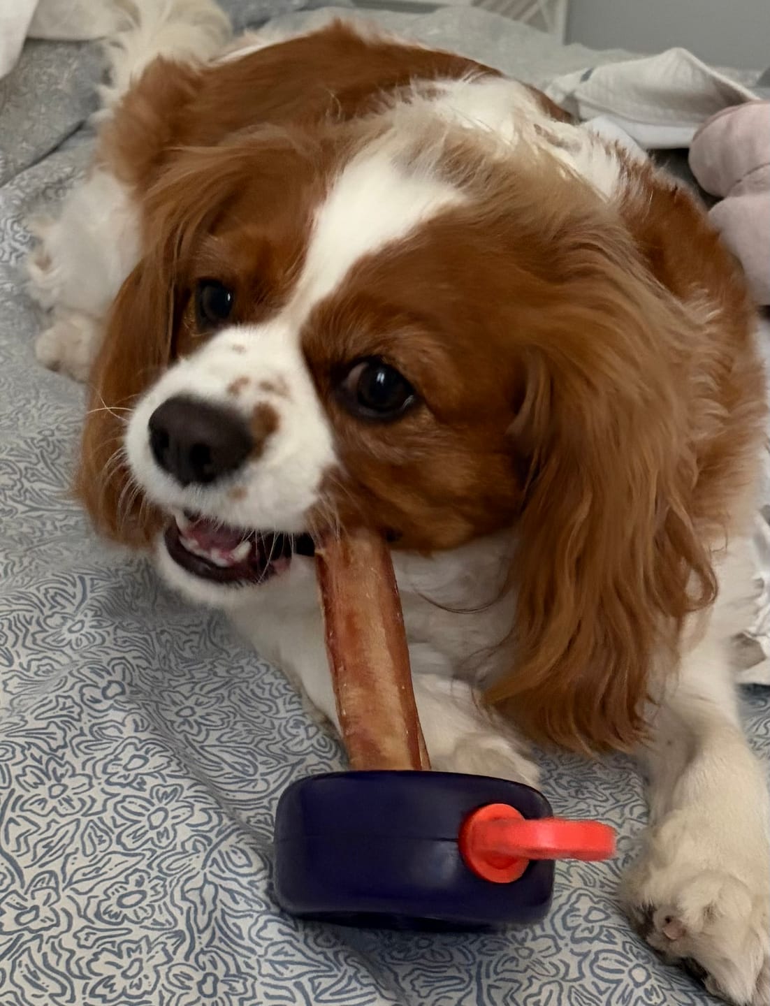 Customer photo review of 6 Inch Jumbo Bully Stick