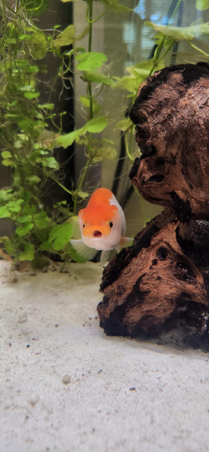 Customer photo review of Live Premium Fancy Goldfish Thai Lionchu Red & White Our Choice (Our Choice)