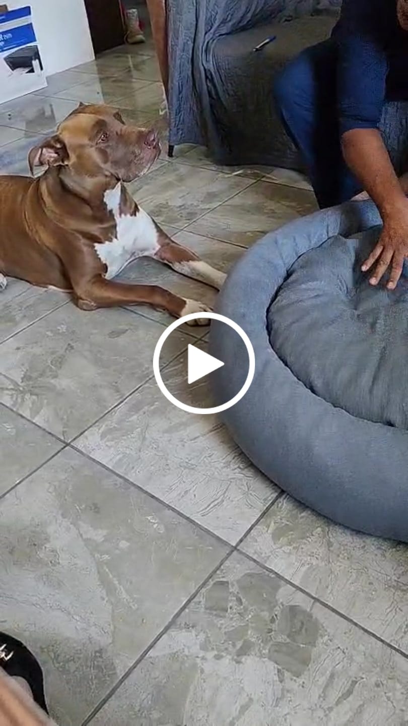 Customer video review of Funda Lino para Cama Antiestrés para Perros
