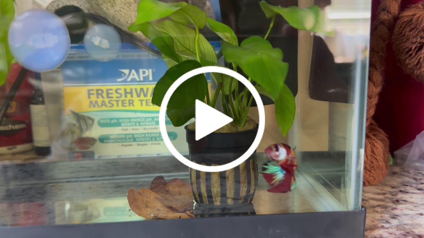 Customer video review of Multicolor Yellow Base Plakat Male Betta Fish | Order Directly From Farm |  You Pick Fish