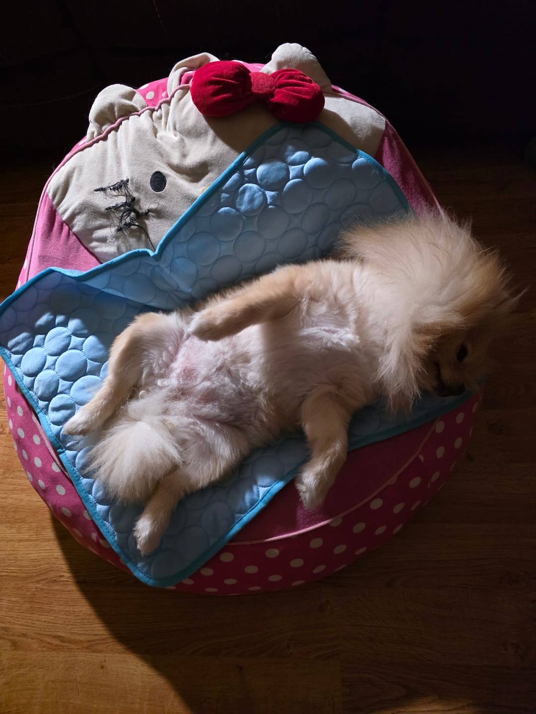 Customer photo review of IcyNap | Ice-Silk Continuous Cooling Dog Cooling Mat