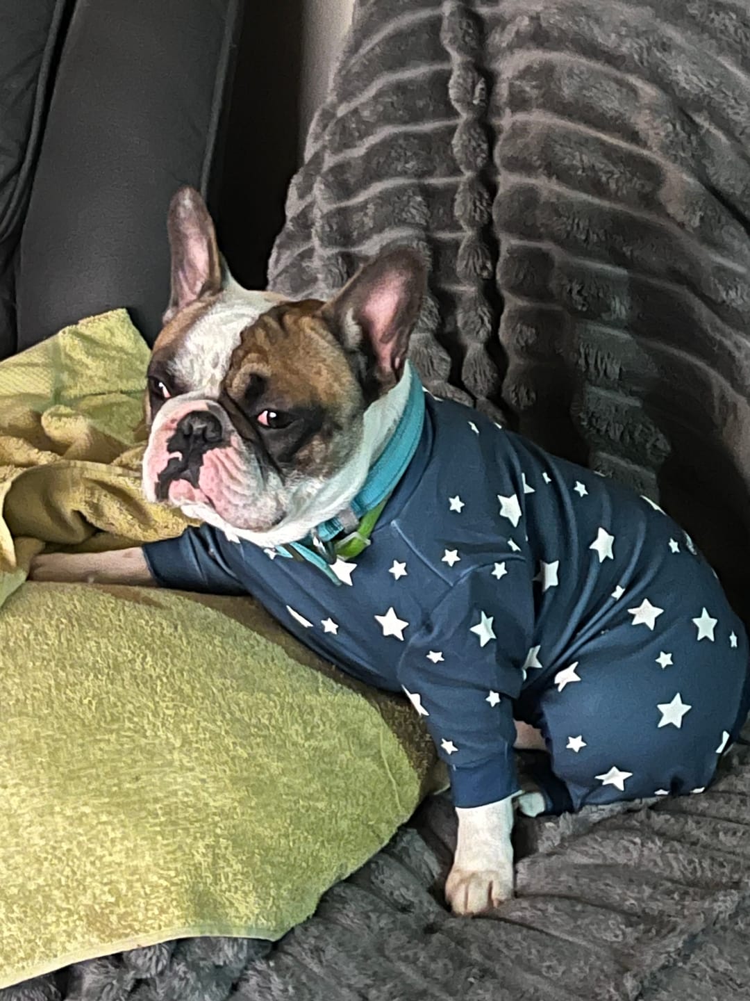Customer photo review of Dog Pajama - Stars