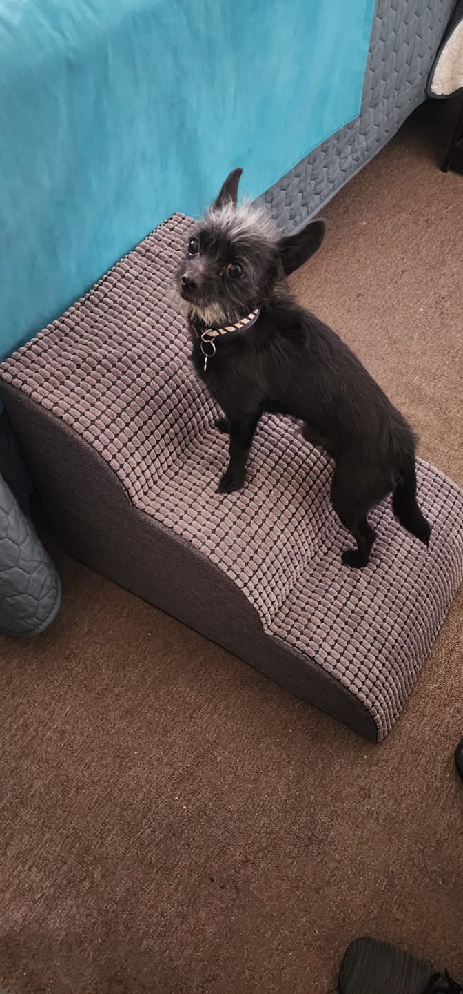 Customer photo review of Rampa Pendiente Suave THE DOGS