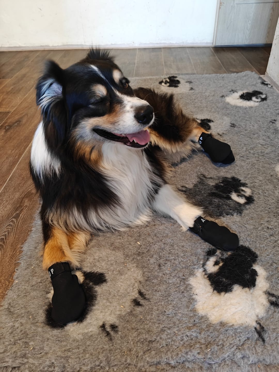 Customer photo review of AIR PUP SPRINTERS - SET OF 4