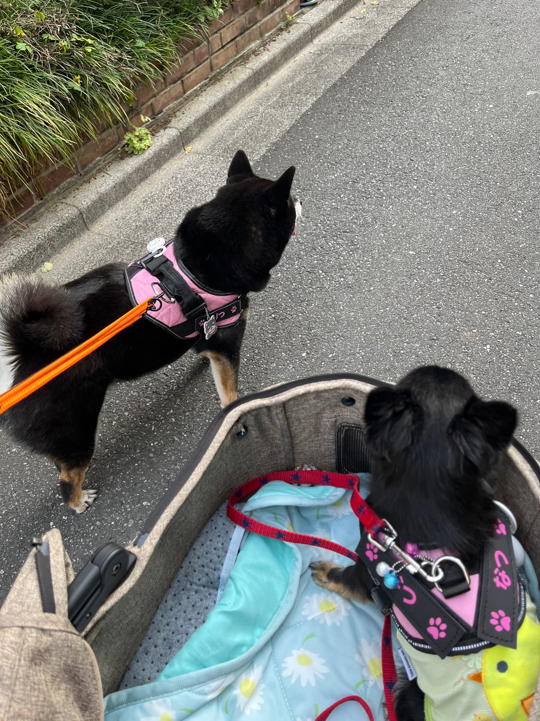 Customer photo review of FunFunPet 高機能ハーネス（お名前タグ作成サービス付き）