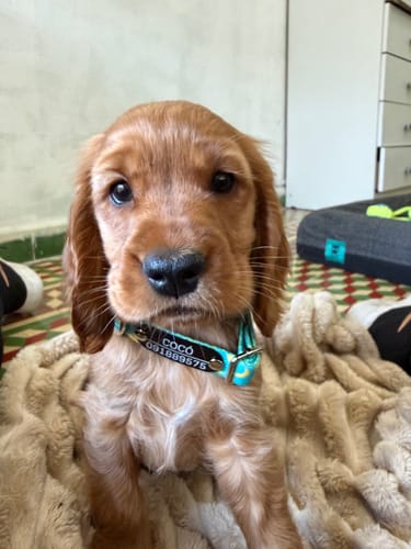 Customer photo review of Collar Banana (Perro)