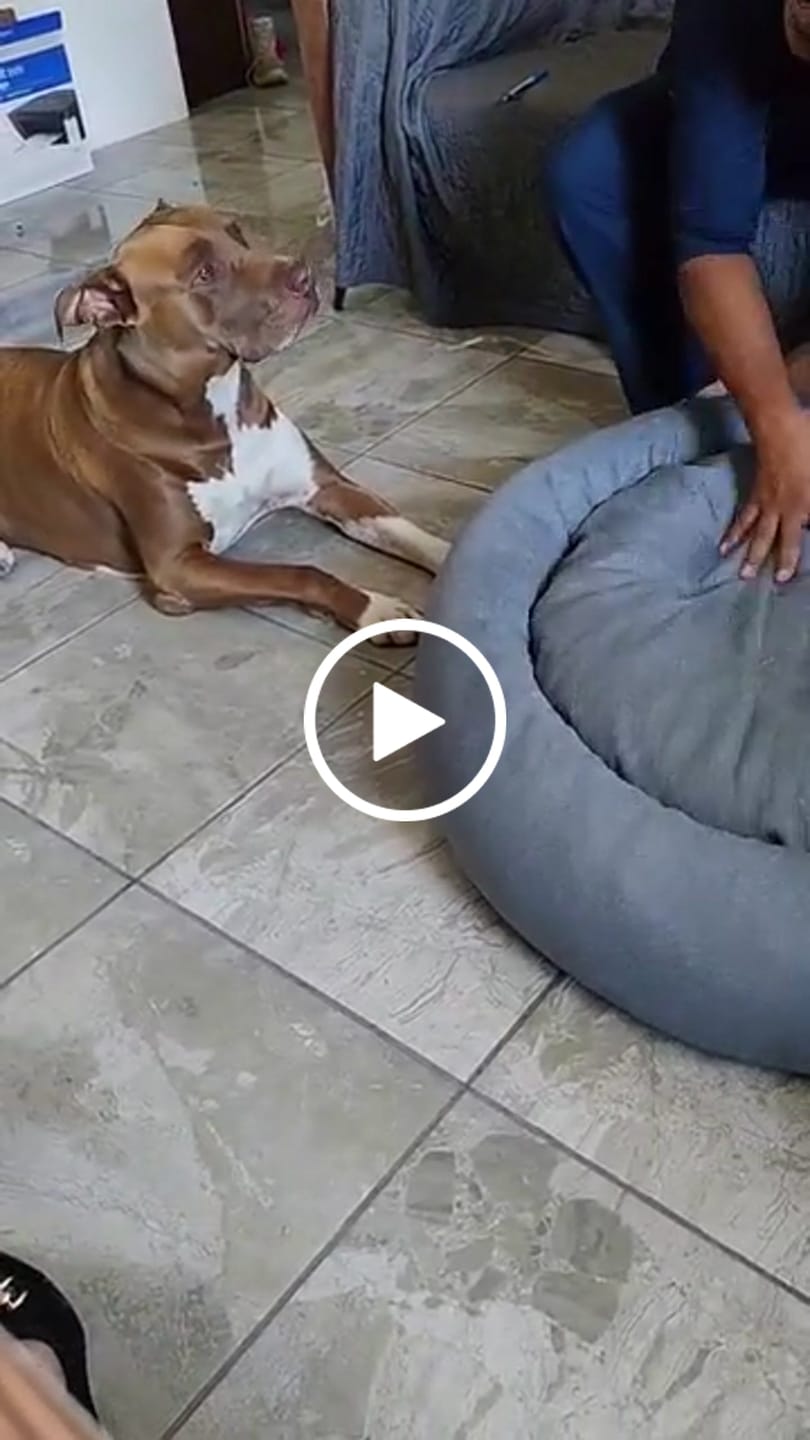 Customer video review of Cama Antiestrés para Perros