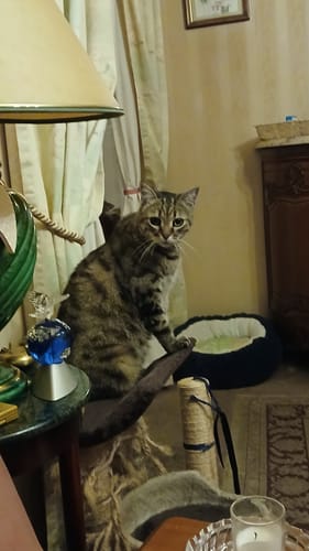 Photo du client : son chat tigré, Tigry, qui mange la pâtée pour chats à insuffisance rénale.