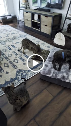 Customer video review of Butterfly Chart - Luxury Cat Scratching Board