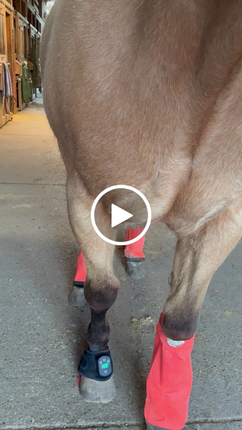 Customer video review of HorseHalo™ HaloLegs Mini