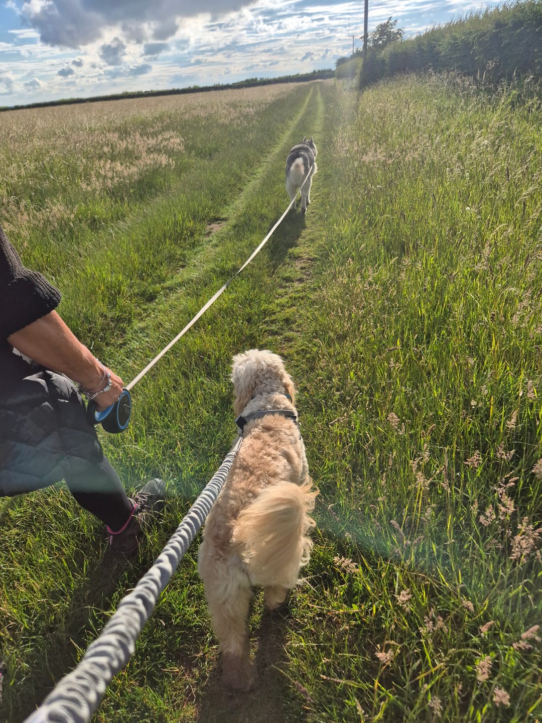 Customer photo review of 🎁 FREE ParoPet Bungee Lead