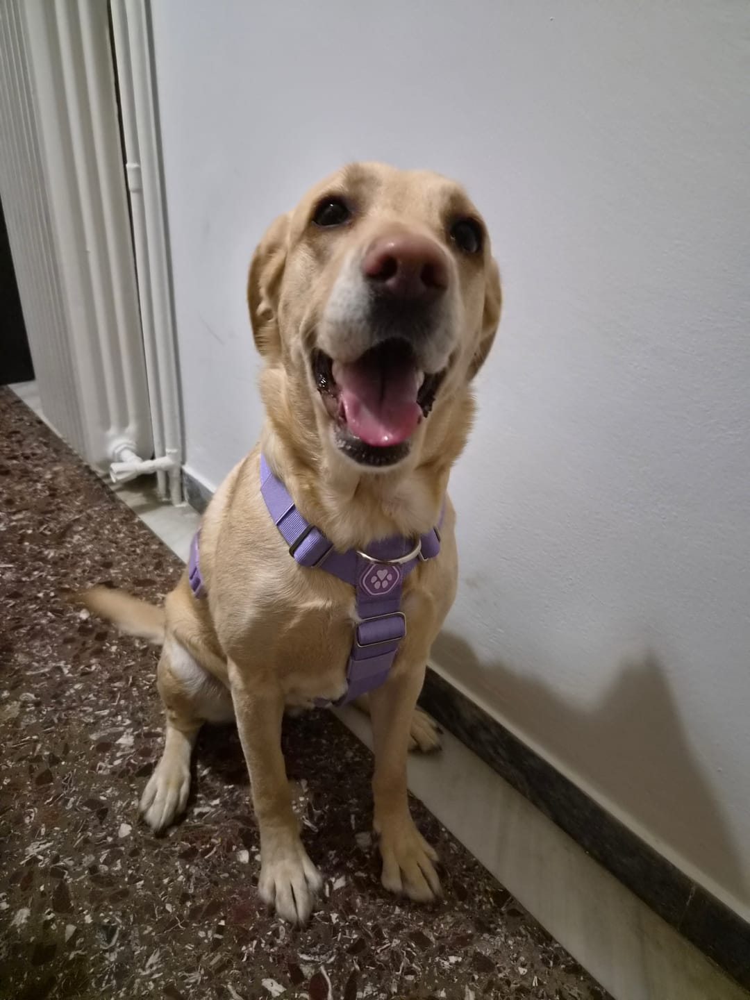 Customer photo review of Comfort Control™ No-Pull Dog Harness - Lilac