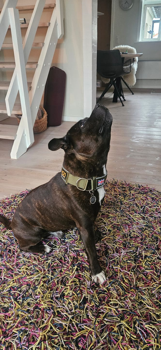 Customer photo review of Staffordshire Bull Terrier 1935® Nametag - Shiny