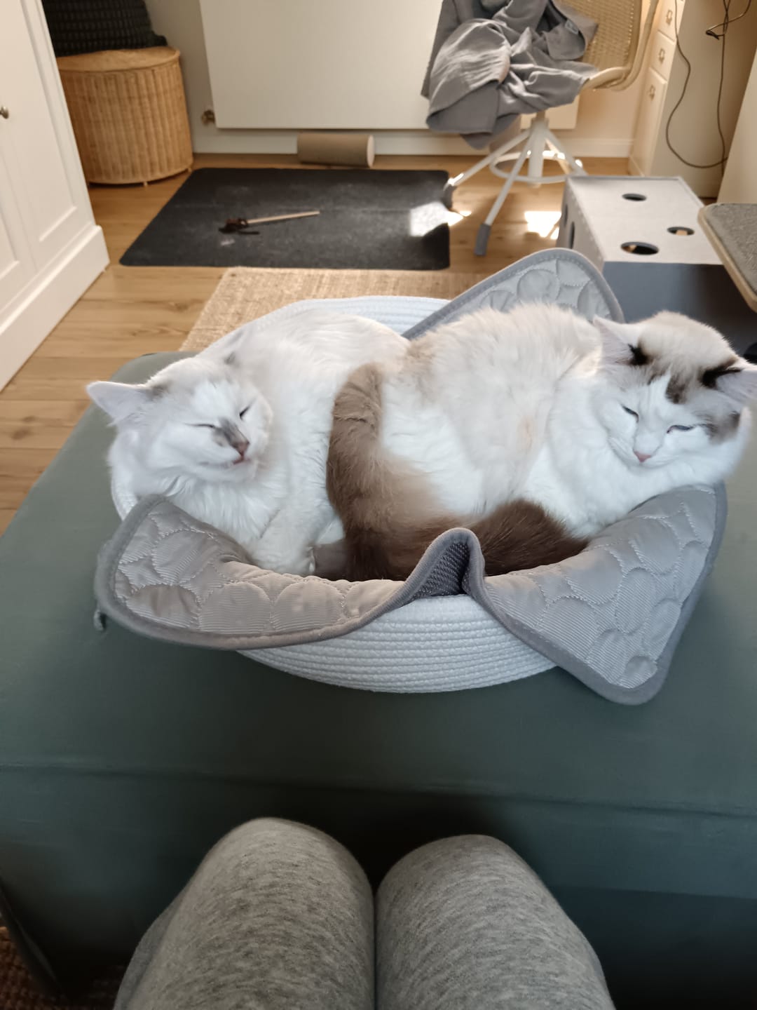 Customer photo review of STYA Katzen Bettchen LB100 | Weiß