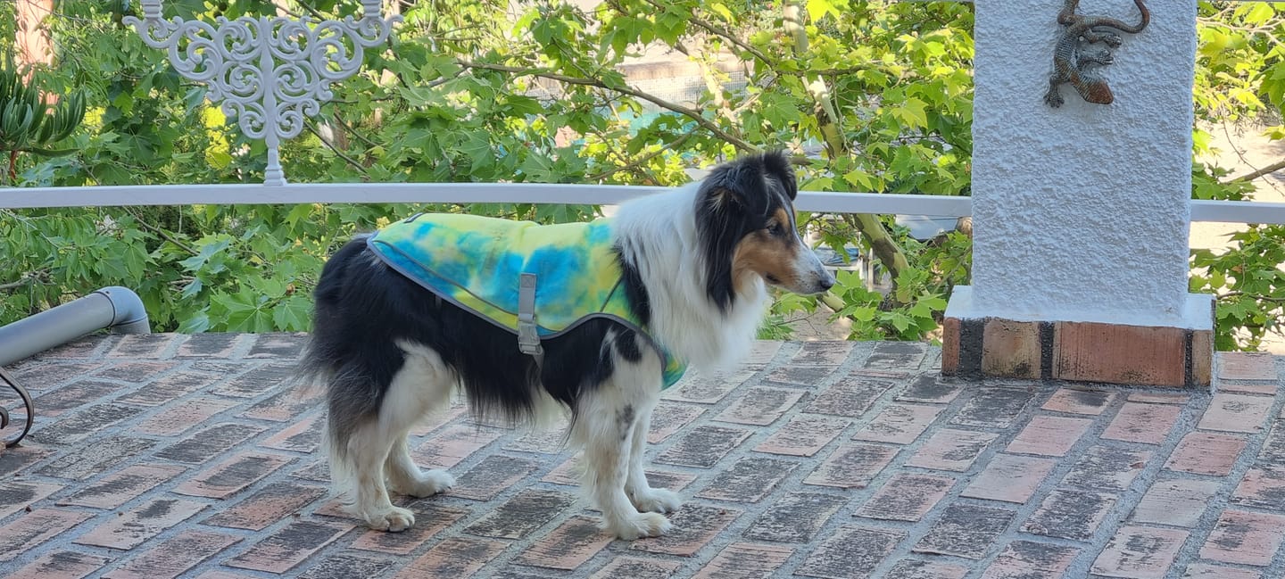 Customer photo review of Dog Cooling Vest - Tropical Storm