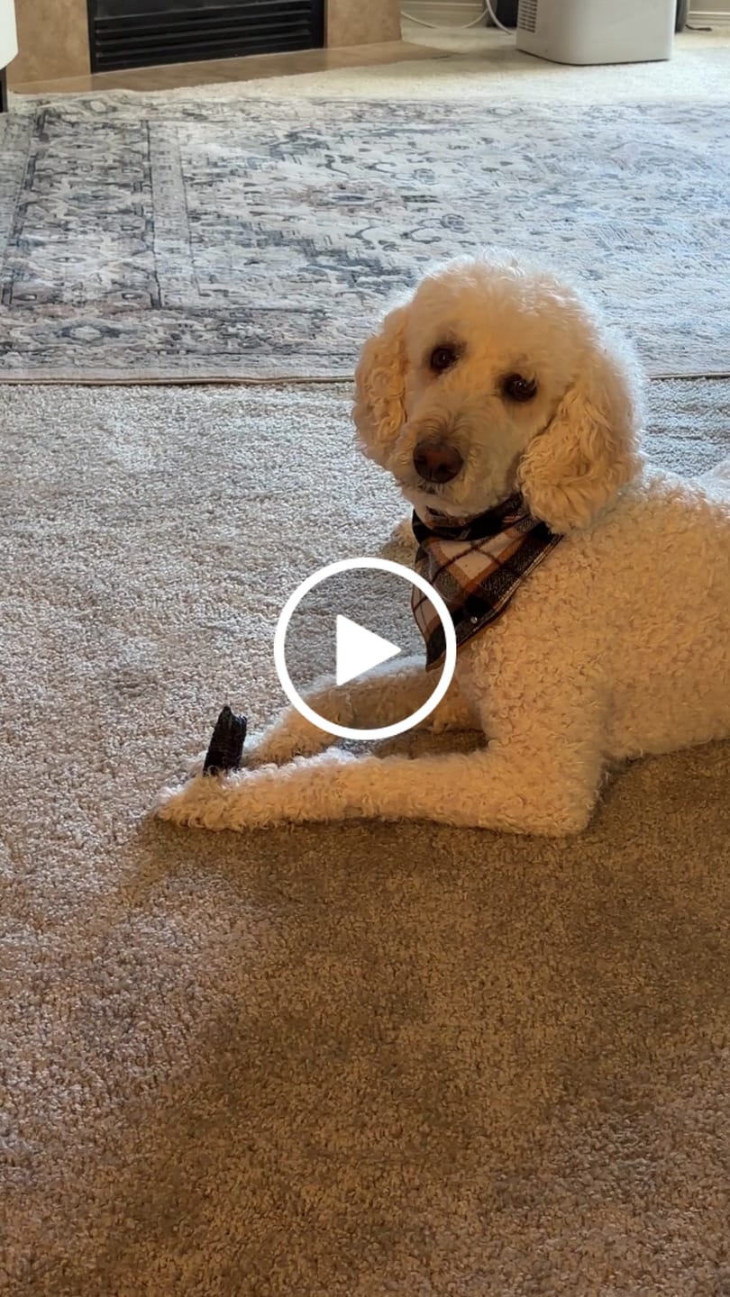 Customer video review of Long-Lasting Yak Chews — 4 Flavor Pack