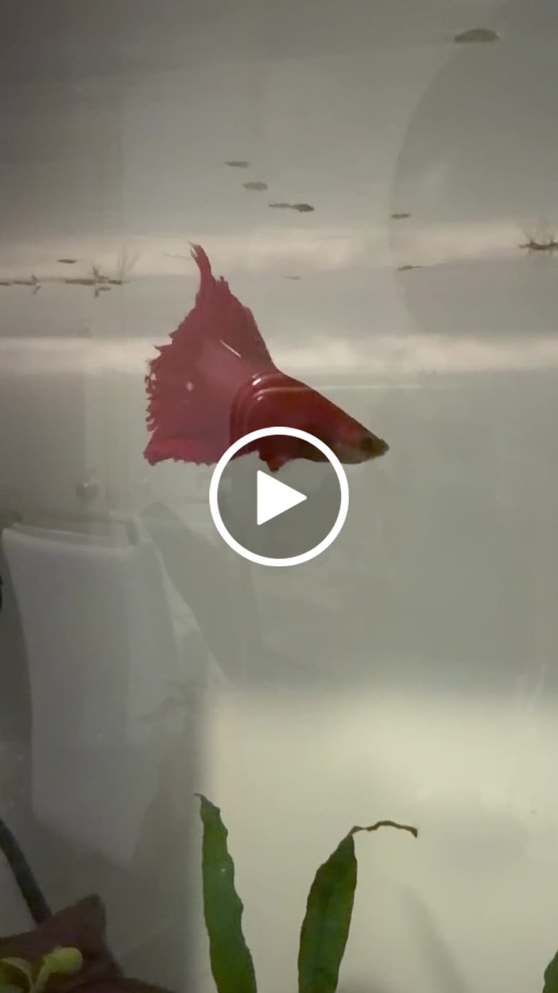 Customer video review of Rare Giant Halfmoon Super Red Betta Fish (Male)