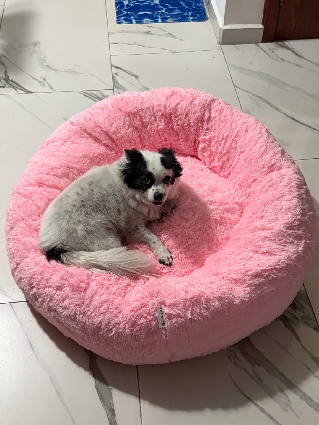 Customer photo review of Cama Antiestrés para Perros