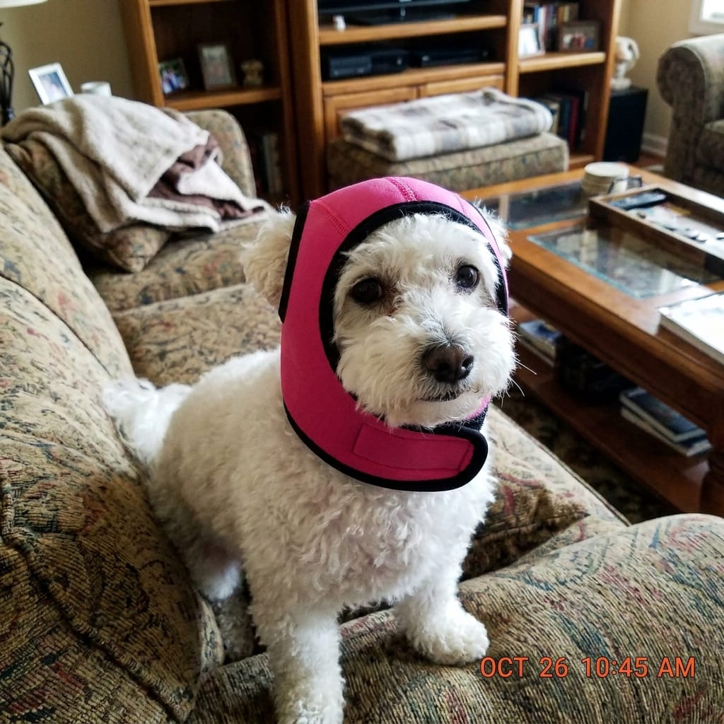 Customer photo review of Orejeras Calmantes para perros