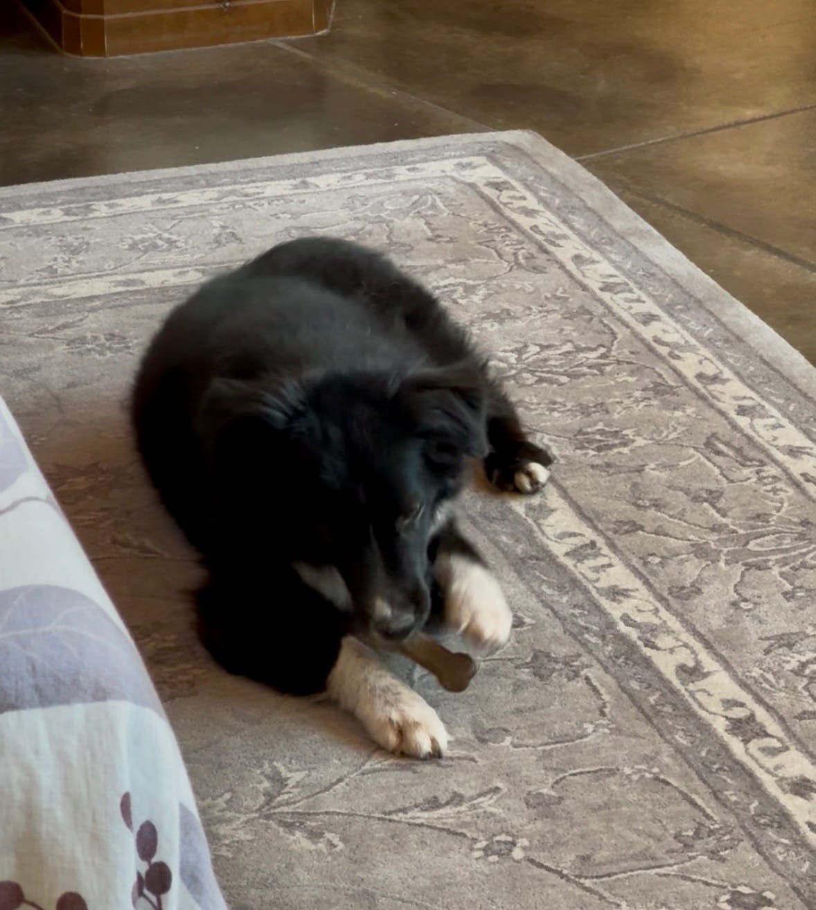 Customer photo review of Earthbones Dental Chews For Dogs