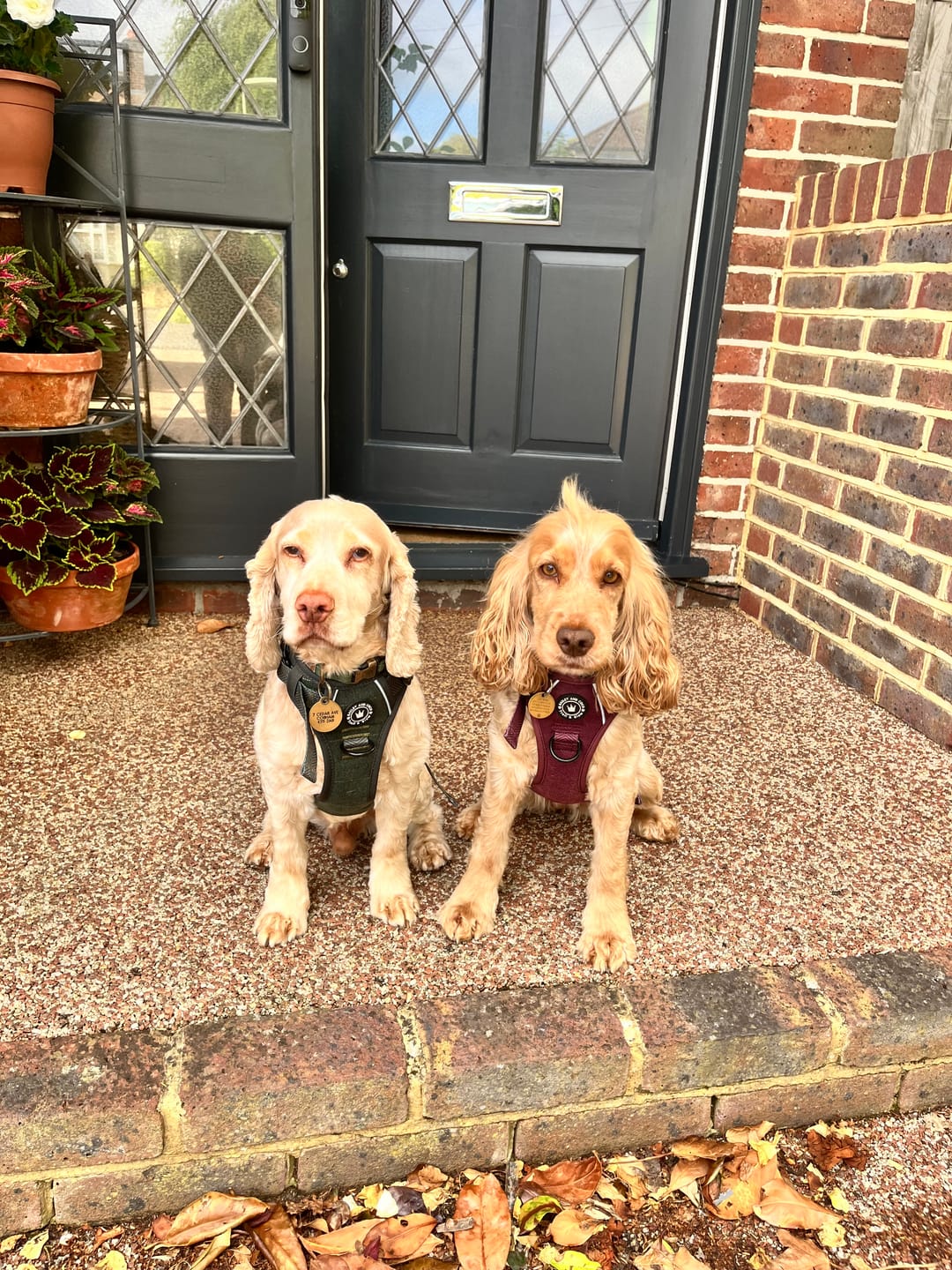 Customer photo review of Trail & Glow Tweed Dog Harness - Forest Tweed