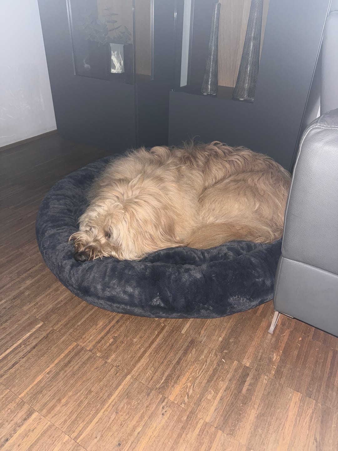 Customer photo review of Orthopädisches Hundebett Deluxe