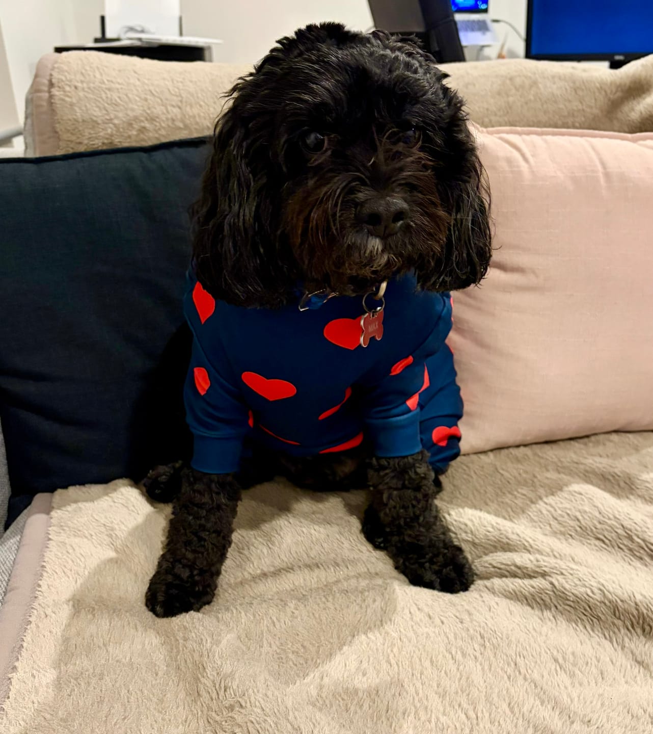 Customer photo review of Dog Pajama - Hearts