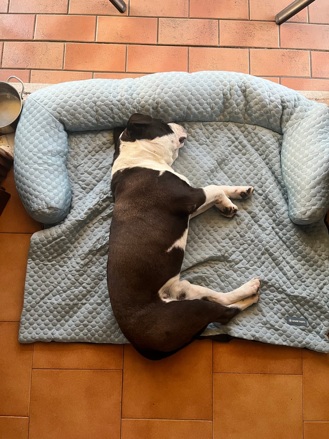 Customer photo review of Frostcore™ Cooling Couch Cover Dog Bed - Ash Blue