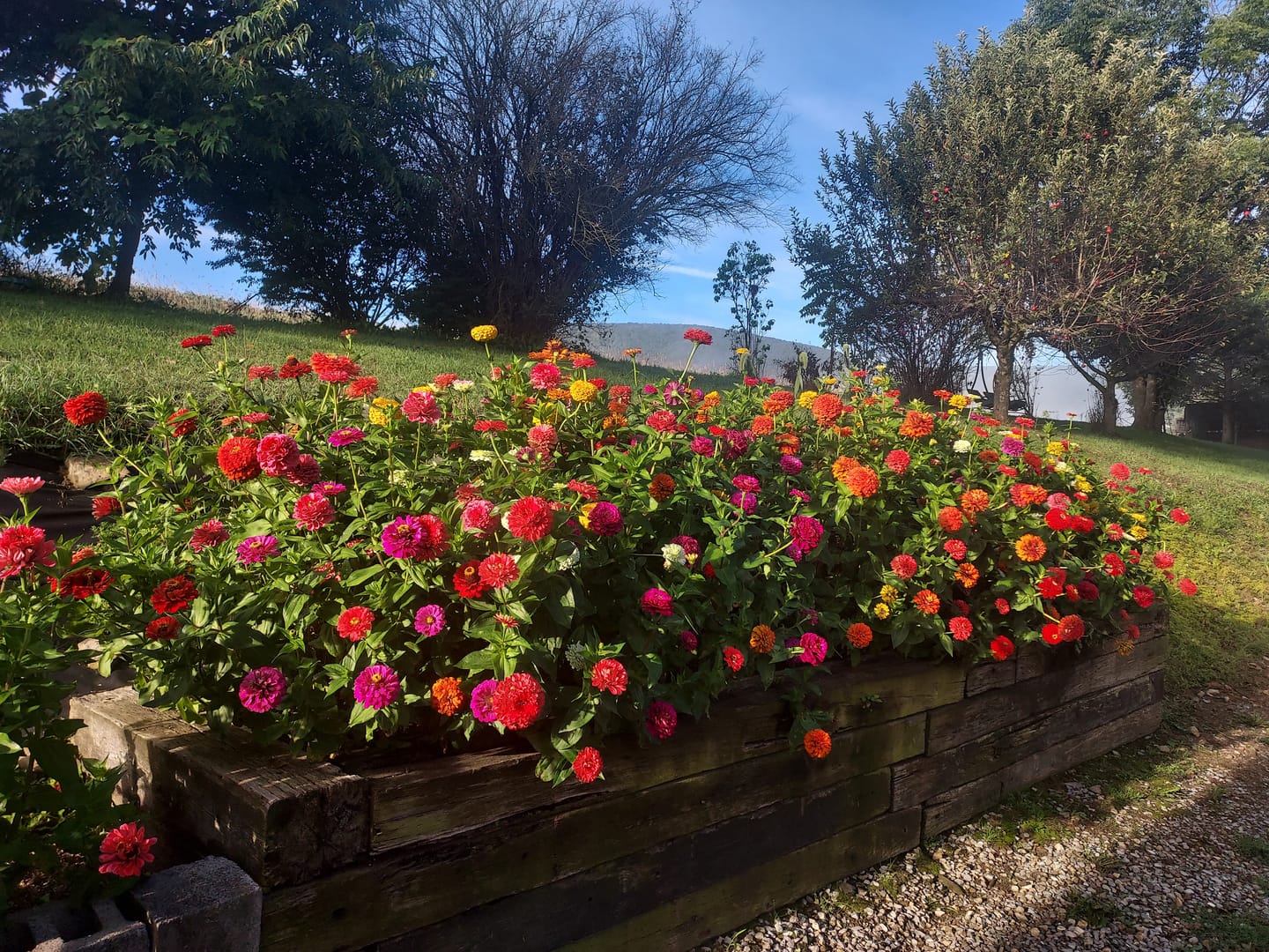 Customer photo review of Zinnia, Benary's Giant Mix