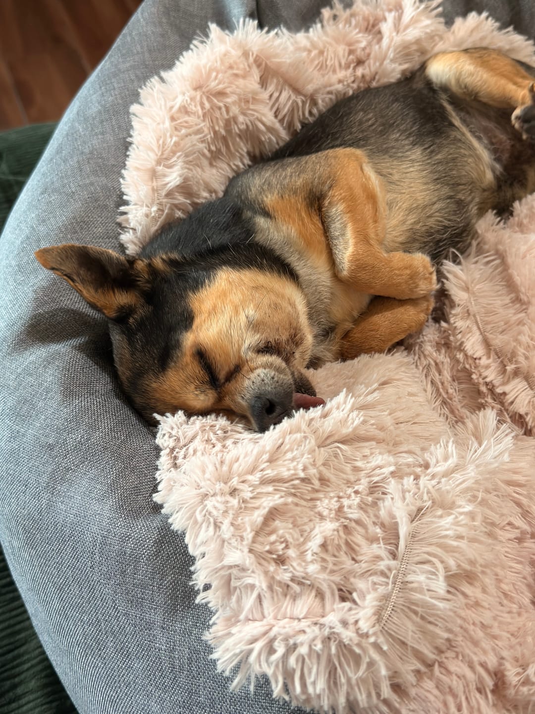 Customer photo review of Cama Antiestrés para Perros