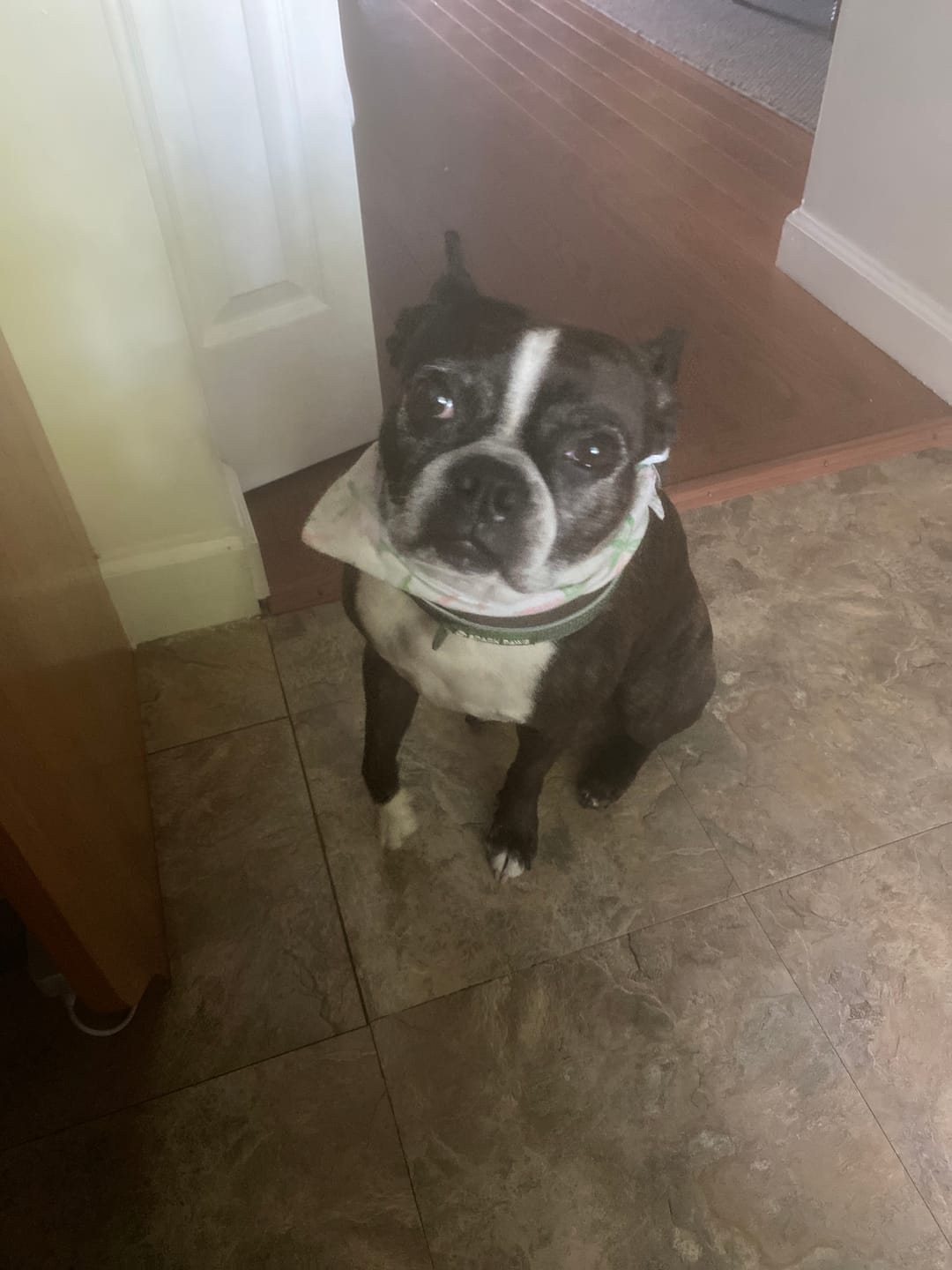 Customer photo review of Cushioned Martingale Collars