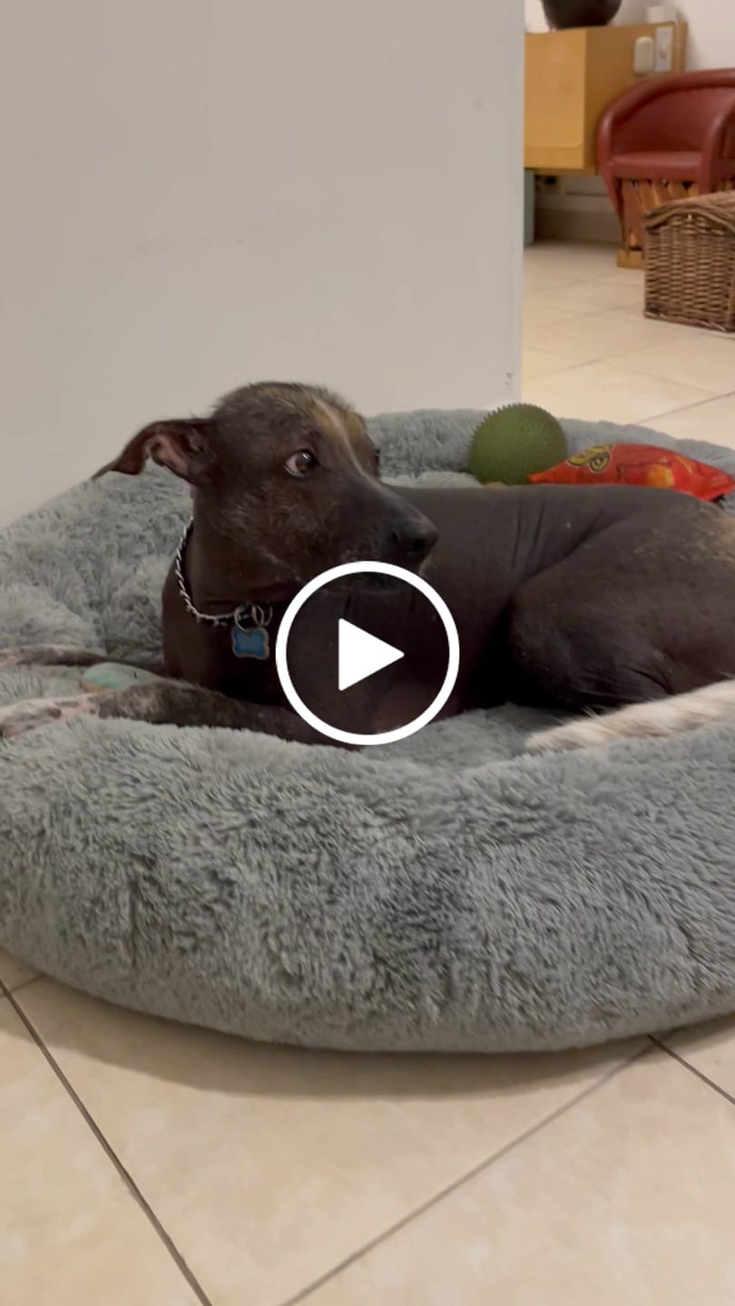 Customer video review of Cama Antiestrés para Perros