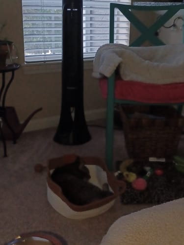 Customer photo review of Instinct Basket | Meet the first research-backed natural territory for indoor cats