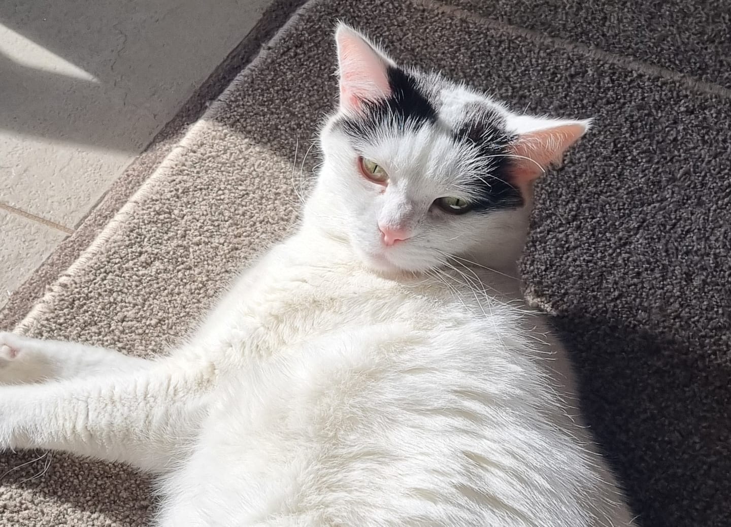 Customer photo review of Bravecto PLUS for Medium Cats 2.8kg- 6.25kg Spot-On Solution - Blue