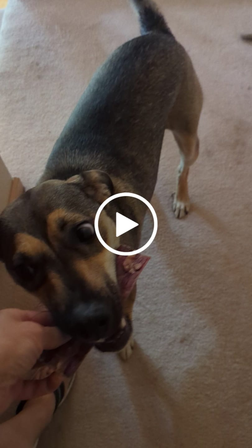 Customer video review of Hickory Smoked Bully Sticks