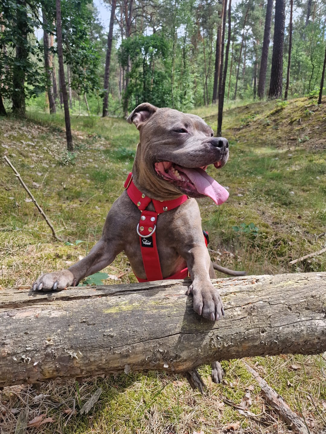 Customer photo review of Easy Walk Extreme Röd - Sele med snabbspänne